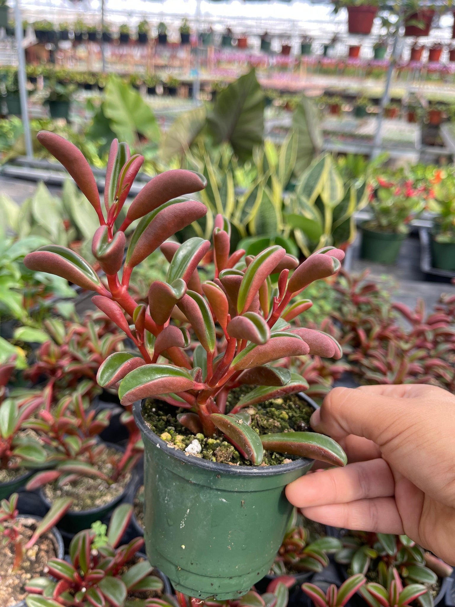 graveolens succulent Ruby Glow Peperomia Graveolens 4'' pot Live plant – Dose of Succulents