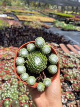 Load image into Gallery viewer, Cobweb sempervivum hens and chicks live plant 4” pot