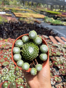 Cobweb sempervivum hens and chicks live plant 4” pot