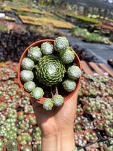 Load image into Gallery viewer, Cobweb sempervivum hens and chicks live plant 4” pot