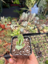 Load image into Gallery viewer, 2’’ Mother of thousands Live plant fully rooted
