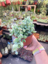 Load image into Gallery viewer, Cotyledon Pendens live plant 4’’ pot rooted plant