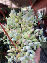 Load image into Gallery viewer, Cotyledon Pendens 6” basket Cliff Hanger Succulent