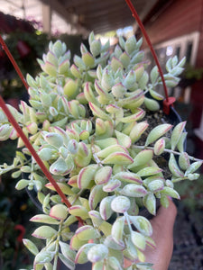 Cotyledon Pendens 6” basket Cliff Hanger Succulent