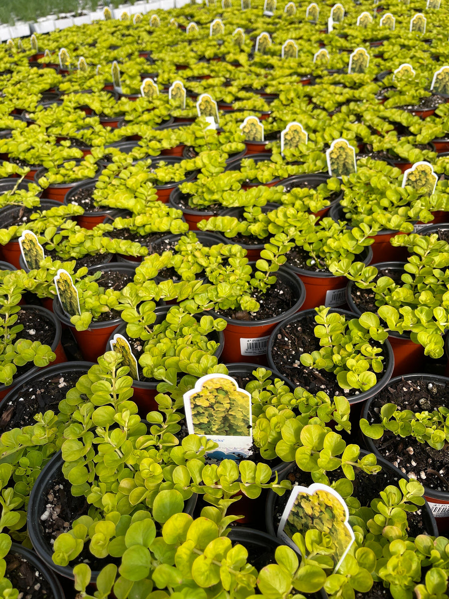Goldilocks Lysimachia Creeping Jenny 4'' Pot Live Plant – Dose of ...