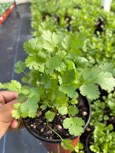 4” Cilantro Coriander live plant