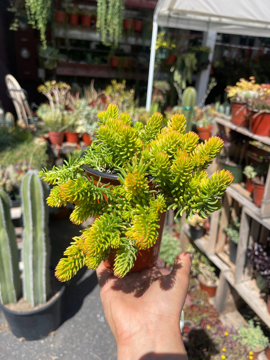 4” Sedum Angelina Great for Fairy Garden