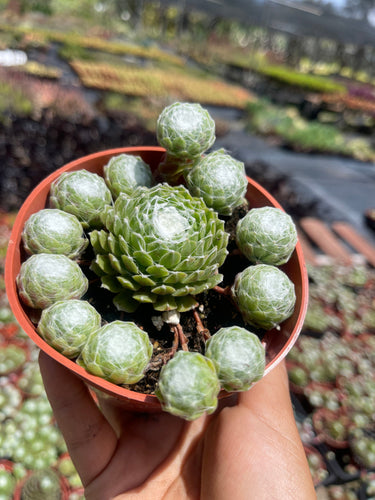 Cobweb sempervivum hens and chicks live plant 4” pot