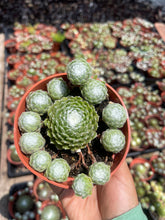 Load image into Gallery viewer, Cobweb sempervivum hens and chicks live plant 4” pot