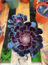 Load image into Gallery viewer, Aeonium Black Rose succulent with dark purple-black leaves