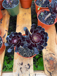 Aeonium Black Rose succulent with dark purple-black leaves