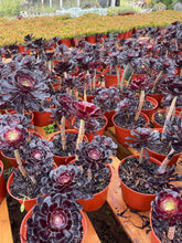 Load image into Gallery viewer, Aeonium Black Rose succulent with dark purple-black leaves