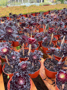 Aeonium Black Rose succulent with dark purple-black leaves