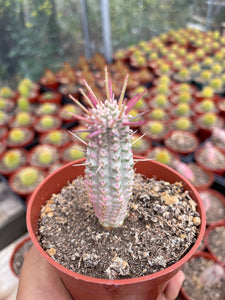 4’’ Variegated Corn Cob Cactus euphorbia mammillaris variegata