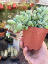 Load image into Gallery viewer, Cotyledon Pendens live plant 4’’ pot rooted plant