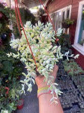 Load image into Gallery viewer, Cotyledon Pendens 6” basket Cliff Hanger Succulent