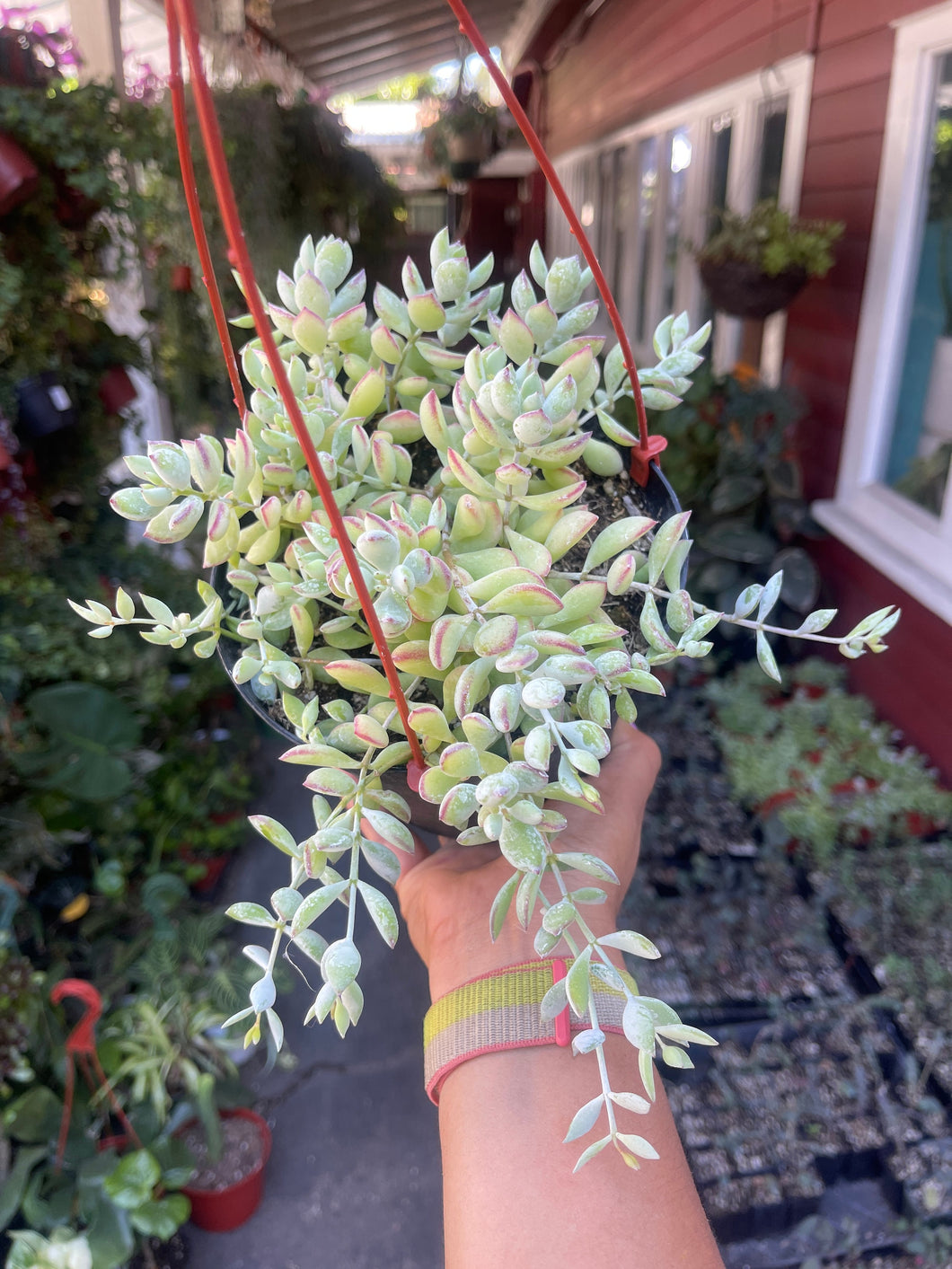 Cotyledon Pendens 6” basket Cliff Hanger Succulent