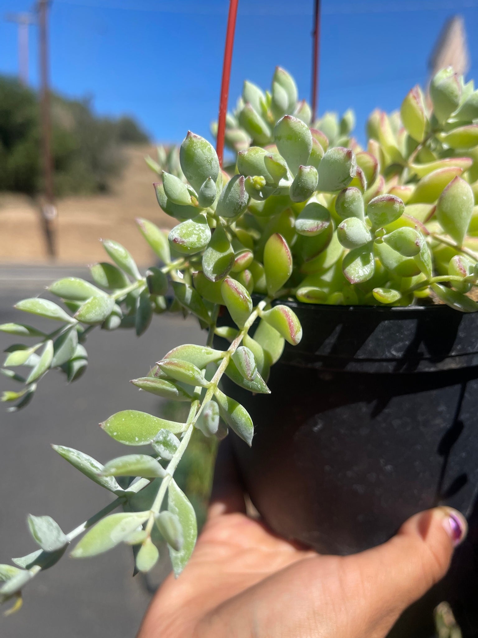 cliff hanger succulent Cotyledon Pendens 6” basket Cliff Hanger Succulent – Dose of Succulents