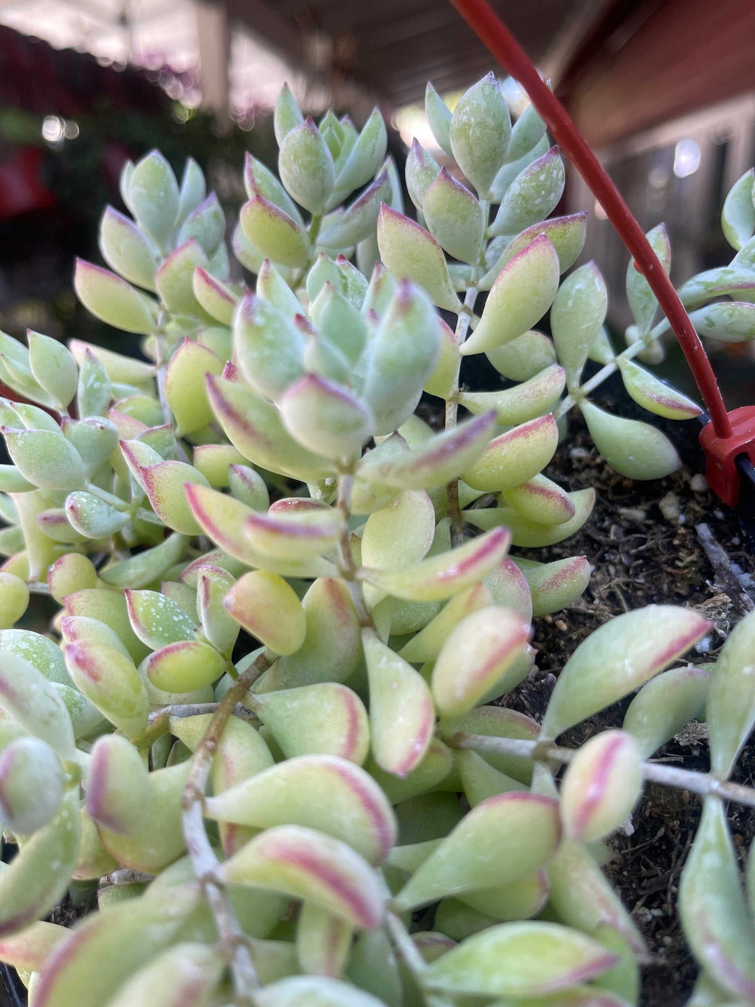 succulent cotyledon Cotyledon Pendens 6” basket Cliff Hanger Succulent – Dose of Succulents