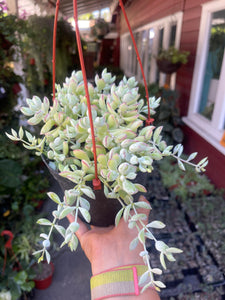 Cotyledon Pendens 6” basket Cliff Hanger Succulent