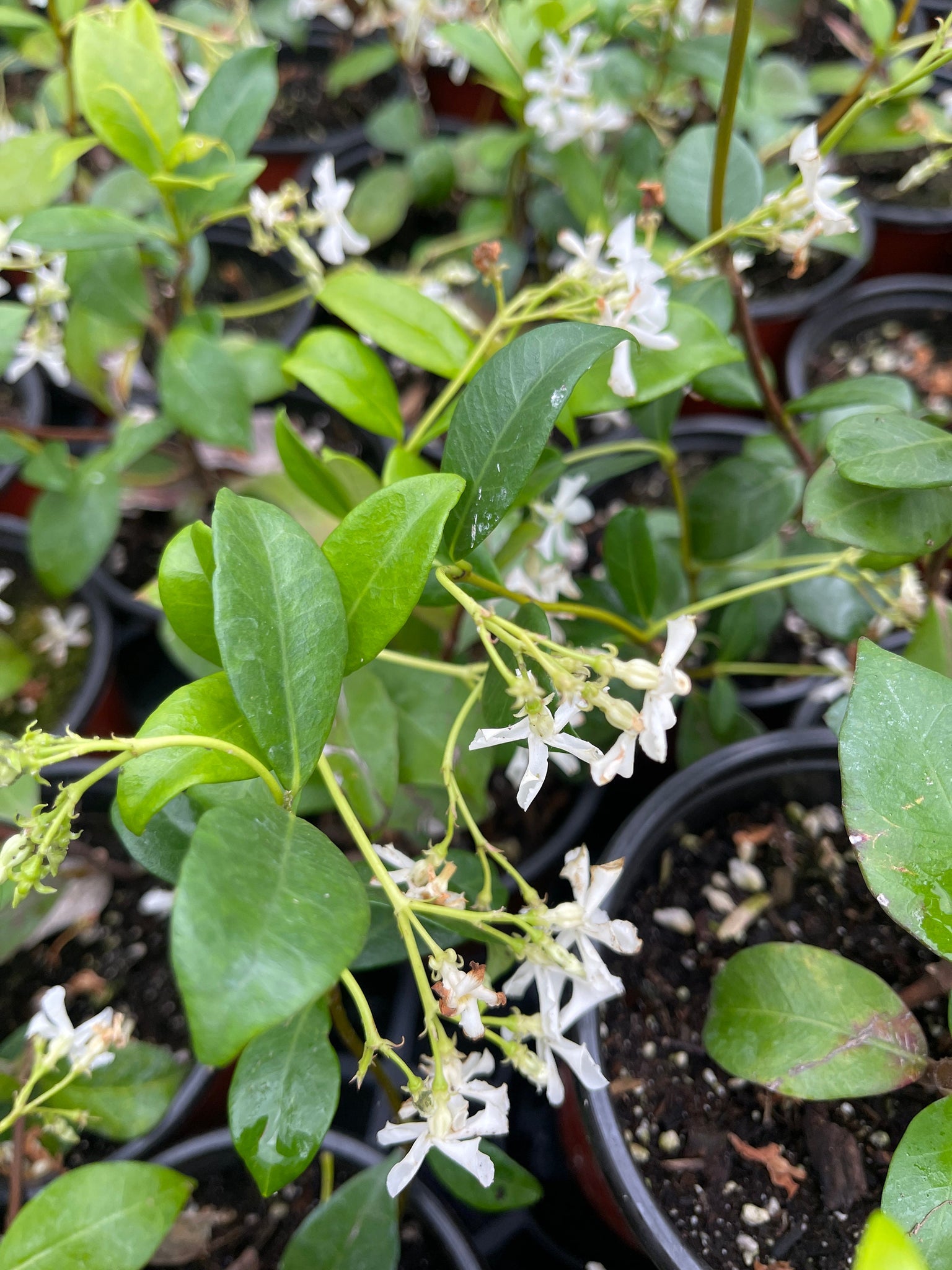 succulent jasmine Star Jasmine Plant Live plant 4'' Pot – Dose of Succulents