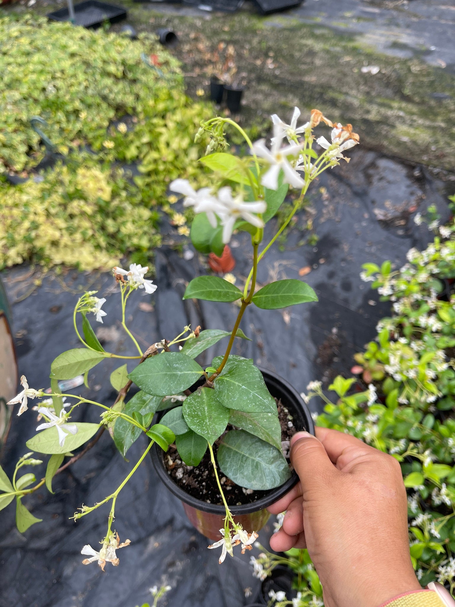 jasmine succulent Star Jasmine Plant Live plant 4'' Pot – Dose of Succulents