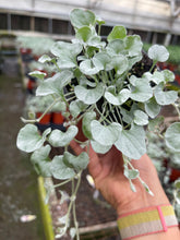 Load image into Gallery viewer, 4’’ Dichondra Silver Falls Live plant