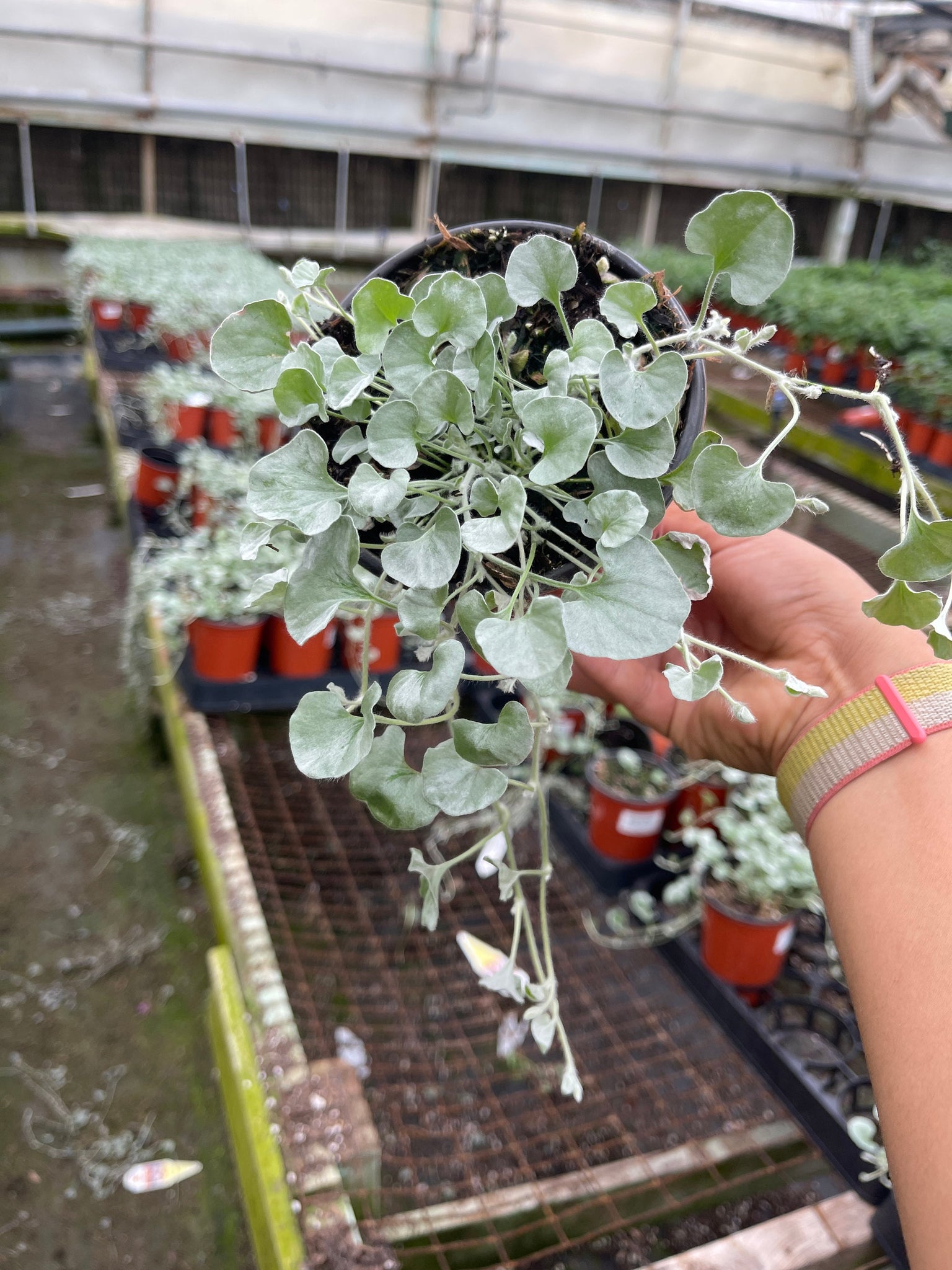 silver plants for pots Dichondra Silver Falls Live plant 4'' Pot – Dose of Succulents
