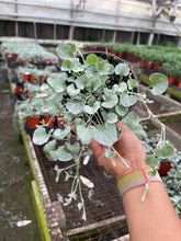Load image into Gallery viewer, 4’’ Dichondra Silver Falls Live plant