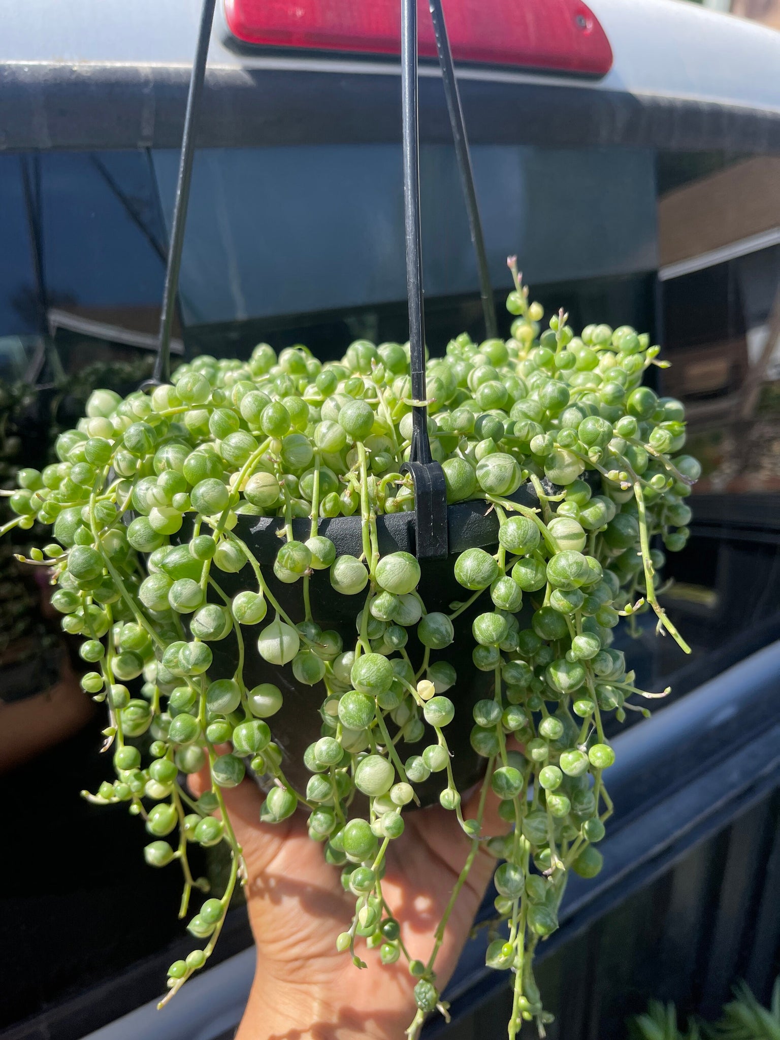 string of pearls succulent buy Succulent String of Pearls Live Plant, 6" Pot