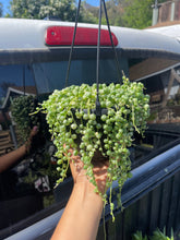 Load image into Gallery viewer, 6’’ Variegated String of Pearls VSOP Long Strands 6’’ strands