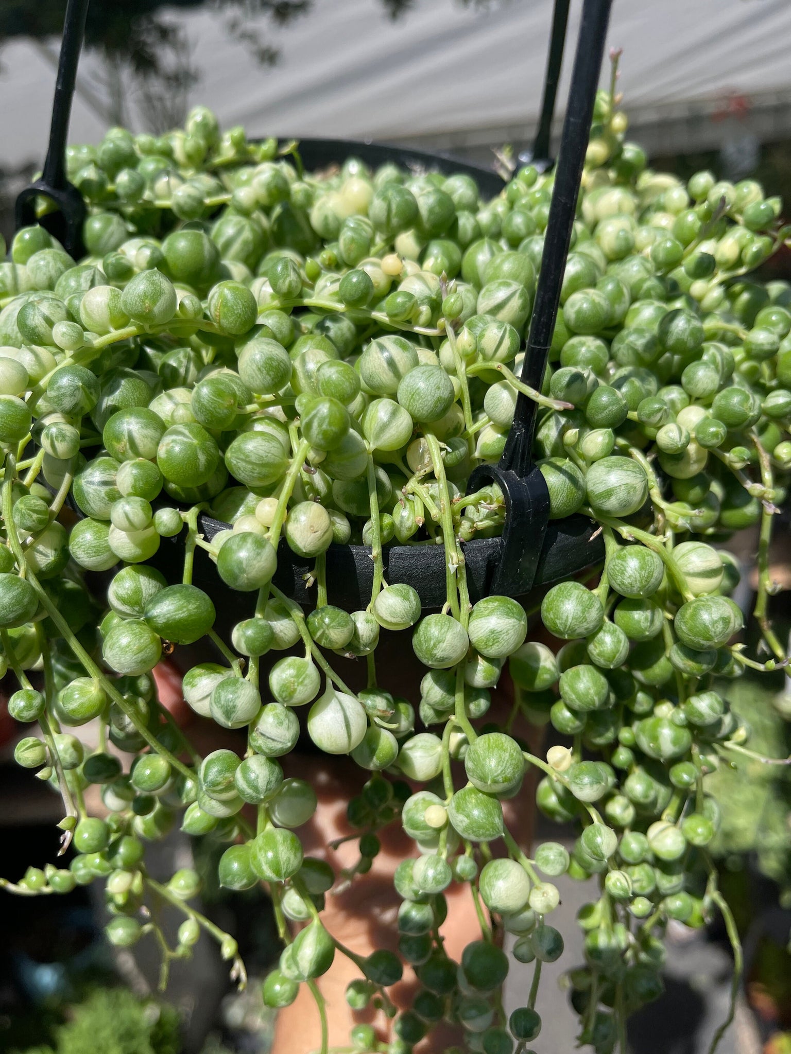 variegated pearls succulent Succulent String of Pearls Live Plant, 6" Pot