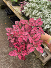 Load image into Gallery viewer, 4’’ Polka dot Plant Choose your color : PINK RED WHITE