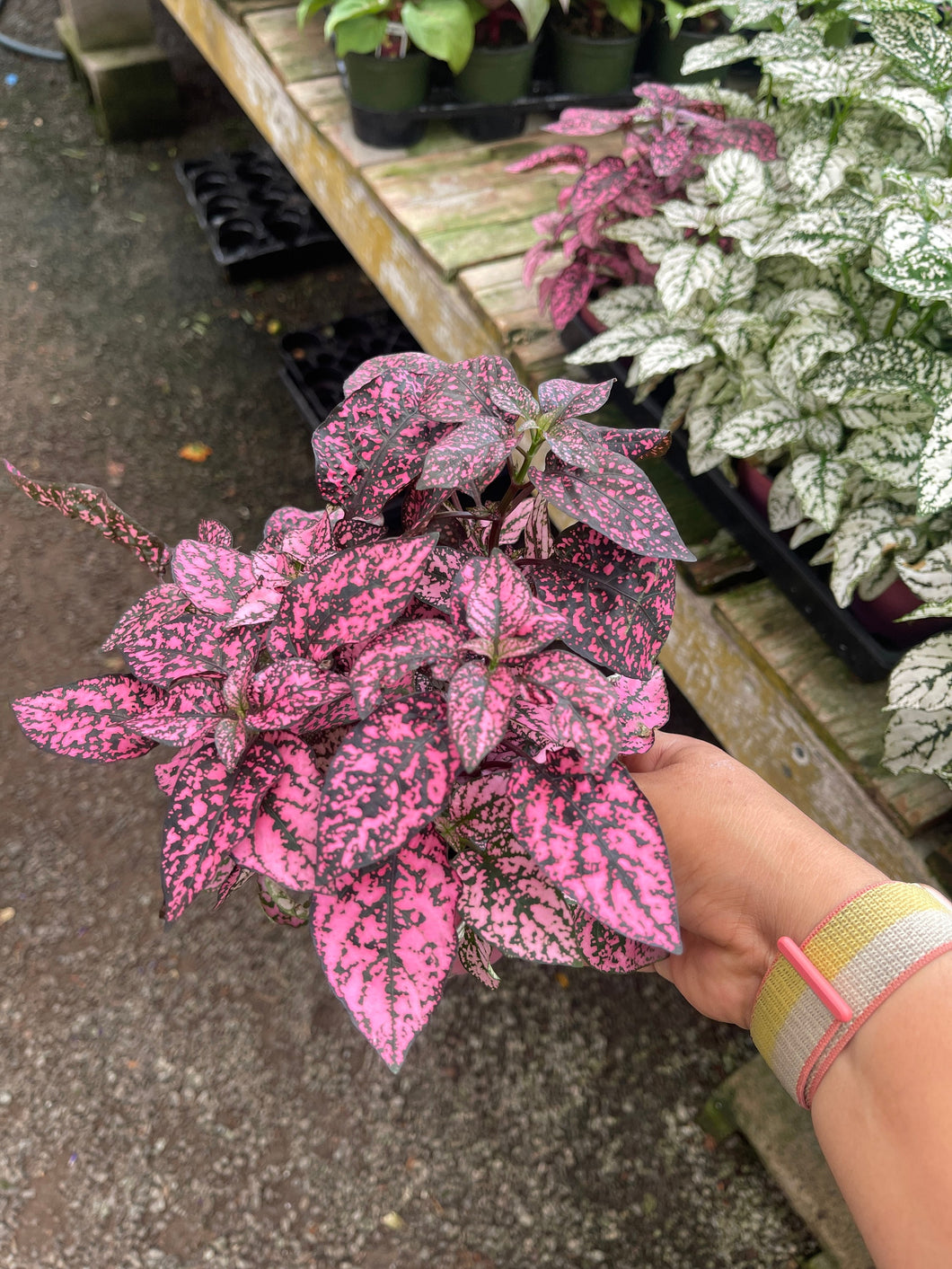 4’’ Polka dot Plant Choose your color : PINK RED WHITE