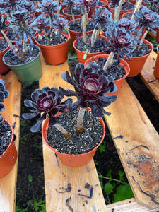 Aeonium Black Rose succulent with dark purple-black leaves