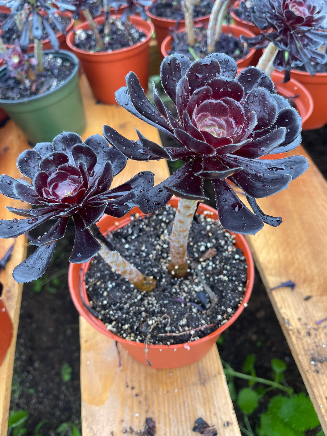 Aeonium Black Rose succulent with dark purple-black leaves