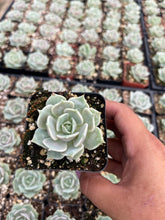 Load image into Gallery viewer, 2’’ Echeveria Lola Live Plant