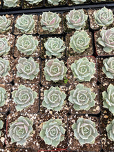 Load image into Gallery viewer, 2’’ Echeveria Lola Live Plant