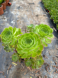 Large Aeonium Green Bouquet live plant