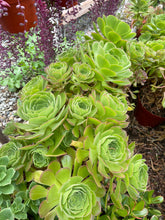 Load image into Gallery viewer, Large Aeonium Green Bouquet live plant