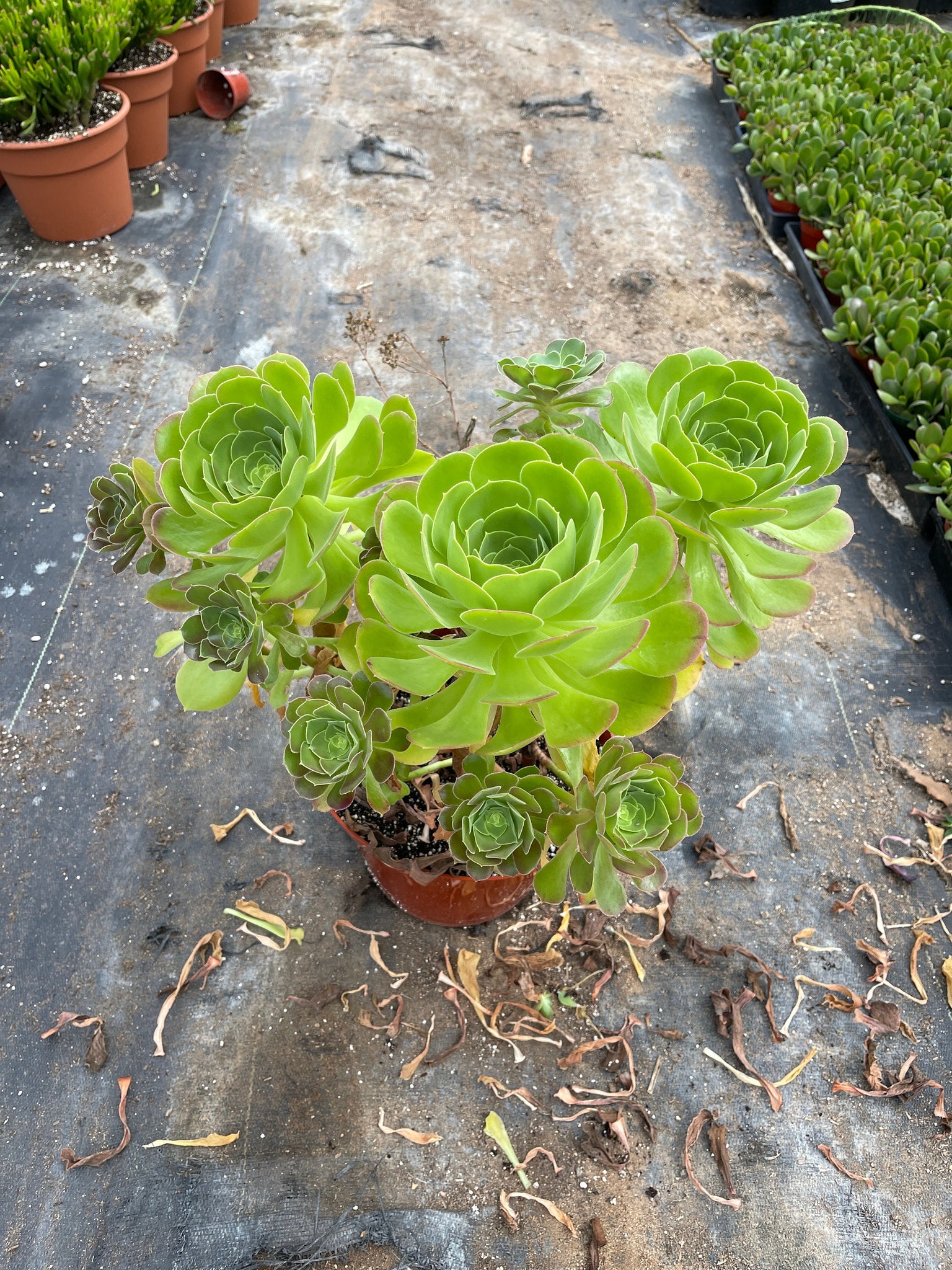 irish bouquet succulent Large Aeonium Green Bouquet live plant – Dose of Succulents