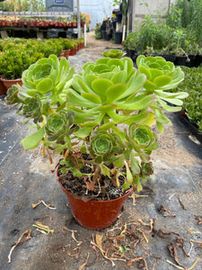 green platters succulent Large Aeonium Green Bouquet live plant – Dose of Succulents