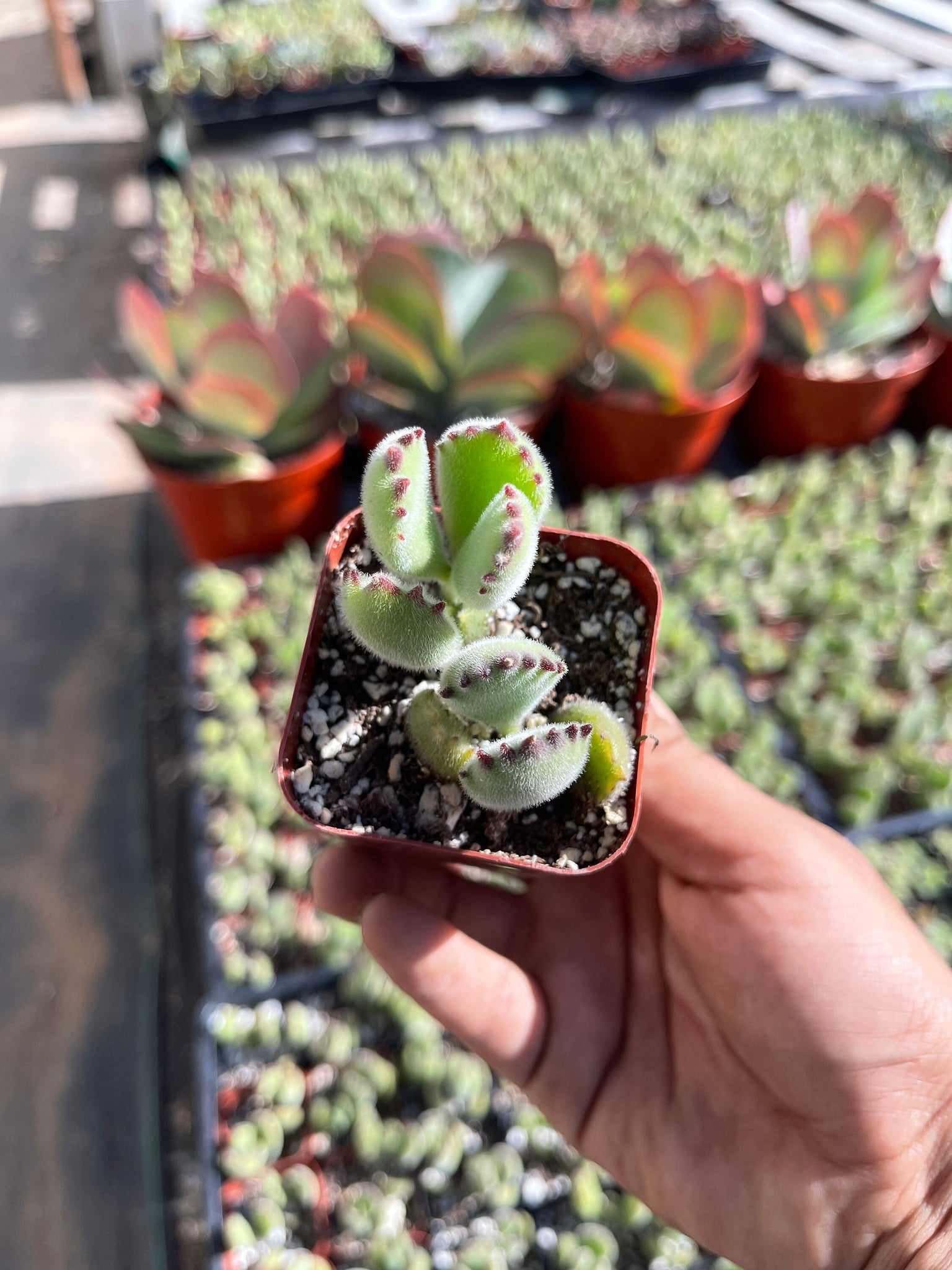 bear paw plant succulent care Cotyledon Tomentosa Bear Paw Succulent - 2-Inch Pot