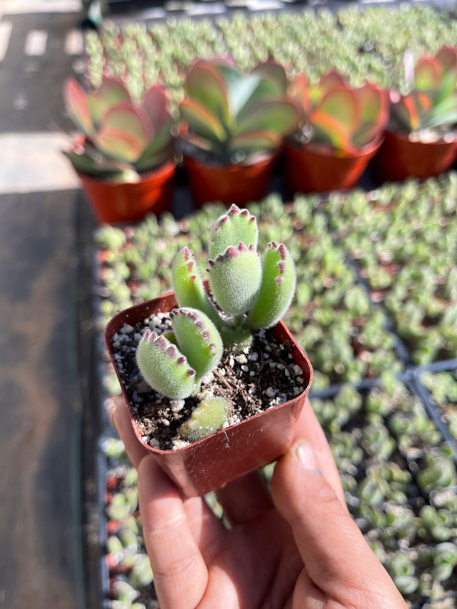 bear paw succulent indoors Cotyledon Tomentosa Bear Paw Succulent - 2-Inch Pot