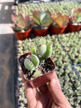 Load image into Gallery viewer, 2’’ Bear Paw Live plant
