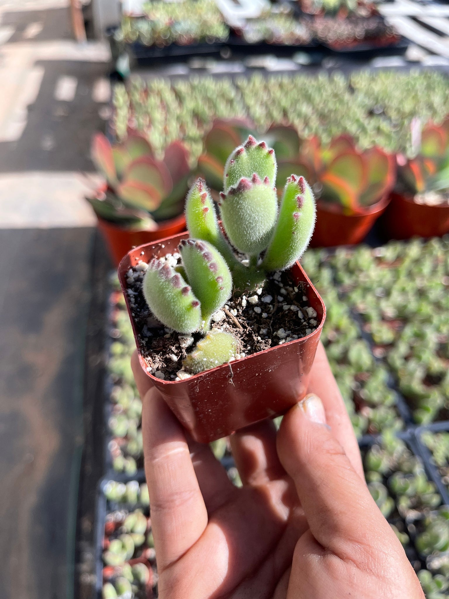 cubs paw succulent Cotyledon Tomentosa Bear Paw Succulent - 2-Inch Pot