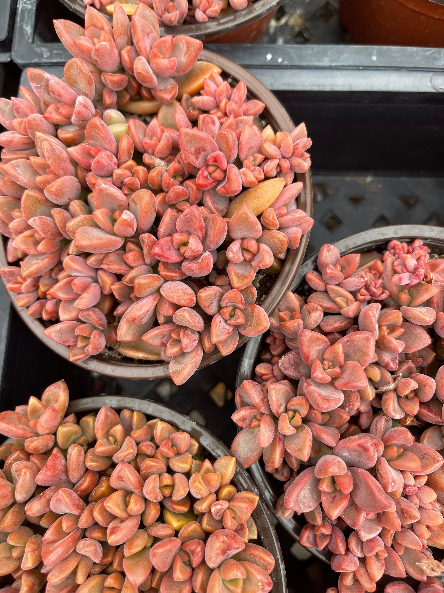 vera higgins succulent Sedum Vera Higgins full of Baby starters 4'' Pot – Dose of Succulents