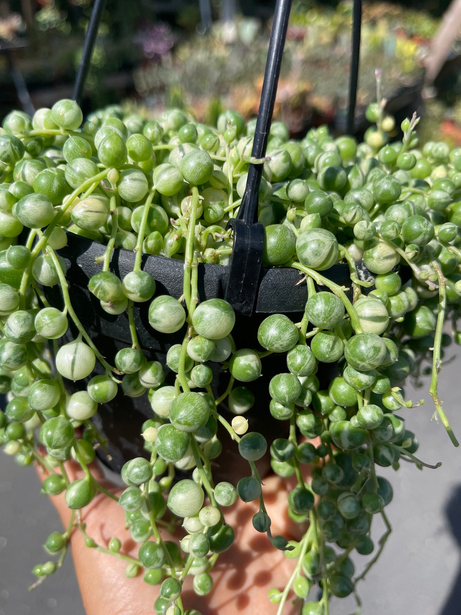 pearl succulent Variegated String of Pearls Succulent 6'' Pot – Dose of Succulents