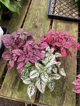 Load image into Gallery viewer, 4’’ Polka dot Plant Choose your color : PINK RED WHITE