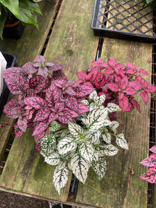 4’’ Polka dot Plant Choose your color : PINK RED WHITE